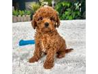 Cavapoo Puppy for sale in Greenfield, IN, USA