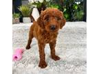 Goldendoodle Puppy for sale in Greenfield, IN, USA
