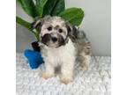 Havanese Puppy for sale in Indianapolis, IN, USA