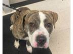 Adopt Butch Cassidy a Pit Bull Terrier
