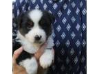 Mutt Puppy for sale in Guys Mills, PA, USA