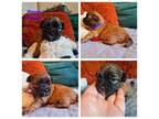 Shorkie Tzu Puppy for sale in Lake Mary, FL, USA