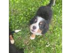 Bernese Mountain Dog Puppy for sale in Braham, MN, USA