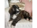 Saint Berdoodle Puppy for sale in Buckley, WA, USA