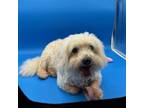 Adopt Chulo a Poodle, Mixed Breed