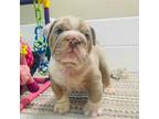 Bulldog Puppy for sale in Milwaukee, WI, USA