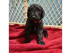 Goldendoodle Puppy for sale in California, MO, USA