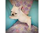 French Bulldog Puppy for sale in Pauline, SC, USA