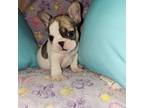 French Bulldog Puppy for sale in Pauline, SC, USA