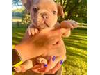 French Bulldog Puppy for sale in Walnut Grove, MO, USA