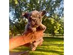 French Bulldog Puppy for sale in Walnut Grove, MO, USA