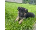 German Shepherd Dog Puppy for sale in Cicero, NY, USA
