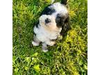 Mutt Puppy for sale in Greenville, PA, USA