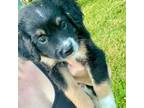 Mutt Puppy for sale in Greenville, PA, USA