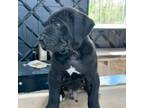 Cane Corso Puppy for sale in Murphysboro, IL, USA
