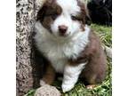 Miniature Australian Shepherd Puppy for sale in Aspen, CO, USA