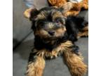 Yorkshire Terrier Puppy for sale in New Port Richey, FL, USA