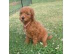 Goldendoodle Puppy for sale in Macon, GA, USA
