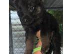 German Shepherd Dog Puppy for sale in Saint Augustine, FL, USA