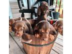 Bloodhound Puppy for sale in Savannah, GA, USA