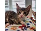 Adopt Roosterfish a Domestic Short Hair