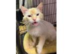 Adopt Wildfire a Siamese, Extra-Toes Cat / Hemingway Polydactyl