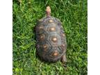 Adopt Hartley Herman a Turtle