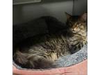 Adopt Colter a Maine Coon, Domestic Long Hair