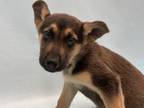 Adopt Finnoula a Rottweiler, Mixed Breed