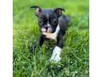 Adopt Stag a Boston Terrier
