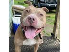 Adopt Brody a Pit Bull Terrier