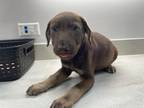 Adopt BERRY BLAST a Labrador Retriever, Mixed Breed