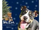 Adopt HECTOR a Staffordshire Bull Terrier