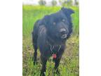 Adopt Baxter a Newfoundland Dog, Mixed Breed