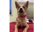 Adopt Groovy Guy a Cattle Dog, Mixed Breed