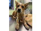 Adopt Chill Dude a Cattle Dog, Mixed Breed