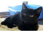 Adopt Blueberry Cake a Domestic Short Hair