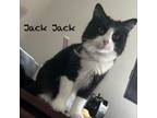 Adopt Jack Jack a Domestic Medium Hair