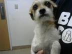 Adopt A052826 a Parson Russell Terrier, Mixed Breed