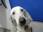 Adopt NOODLES a Foxhound, Mixed Breed