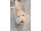 Adopt Heath a West Highland White Terrier / Westie, Mixed Breed