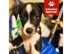 Adopt Prince- handsome & playful puppy! $100 adoption fee! a Mixed Breed
