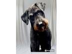 Adopt Jonah a Airedale Terrier, Poodle