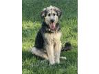 Adopt Thorin a Standard Poodle, German Shepherd Dog