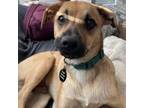 Adopt Timmy Timon a Mixed Breed