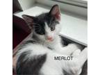 Adopt Merlot a Domestic Medium Hair