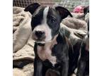 Adopt Bud a Pit Bull Terrier, American Staffordshire Terrier