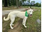 Adopt Vittles a German Shepherd Dog, Husky
