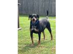 Adopt Hank King a Black and Tan Coonhound