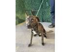 Adopt 56058148 a Pit Bull Terrier, Mixed Breed